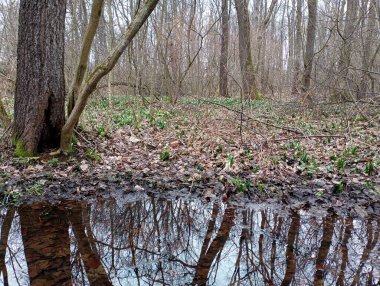Nehrin karşı kıyısında, ilk bahar çiçekleri büyür. Bahar ormanlarında çiçeklerin yetiştiği güzel, sessiz bir dere..
