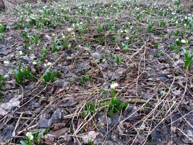 Düşen meşe yaprakları arasındaki ilk ilkbahar karları. İlk bahar günlerinde, kapsüller ormanda filizlendi..