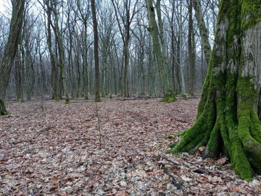 Baharda karışık bir ormanda manzara. Ağaç gövdeleri yeşil orman yosunlarıyla kaplı bahar ormanlarının arka planında.