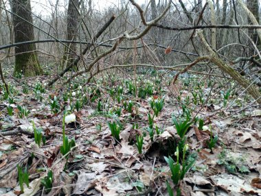 İlk kardelenli bahar ormanı. İlk bahar çiçekleri ağaçların ve yaprakların arasında geniş bir alanda yetişir..