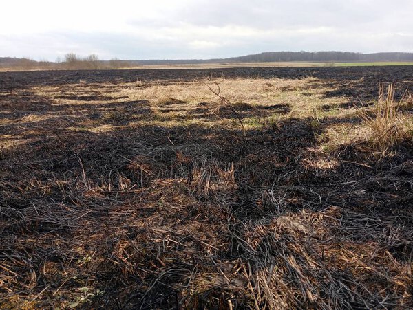 Burnt grass in the fields. Burning dry grass in the fields in spring. A black charred field after a fire. Harmful impact on nature.