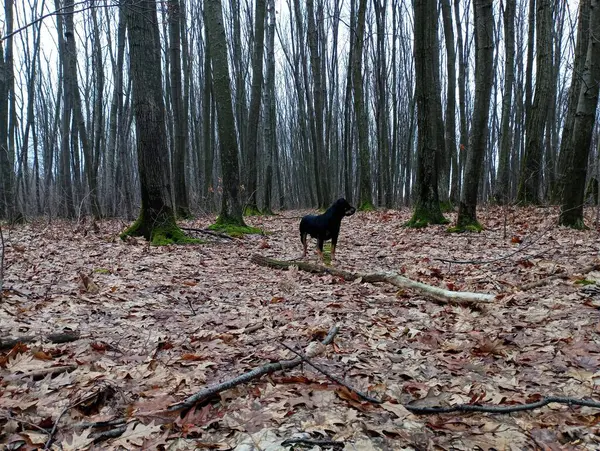 Black dog in the forest. A walk in the forest in spring with pets. Pet care.