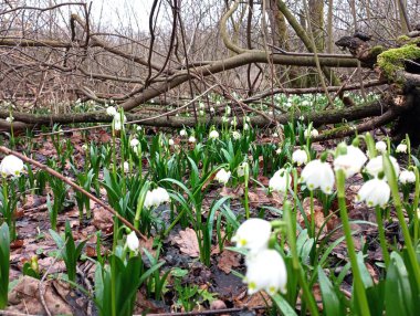 Karmaşık, kasvetli bir ormanda bahar kardelenleri olan bir açıklık. Güzel arka planlar ve dokular. İlk bahar çiçekleri meşe yaprakları ve kuru dallar arasında.