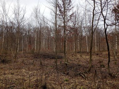 Genç bir huş ağacı ormanı ormanın bir kesiminin olduğu yerde oluştu. Doğa yürüyüşü sırasında güzel bir bahar ormanı manzarası.