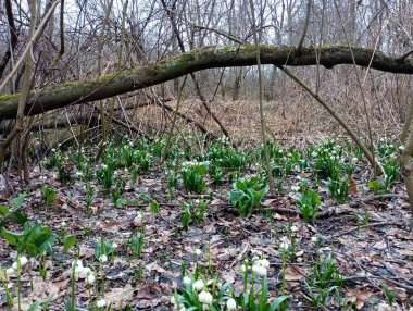 Meşe ağacının eğimli gövdesinin altında geniş, geniş bir halıda büyüyen kardamlaları ormanlık arazinin tamamını kaplar. Ormanda güzel ilkbahar çiçekleri.