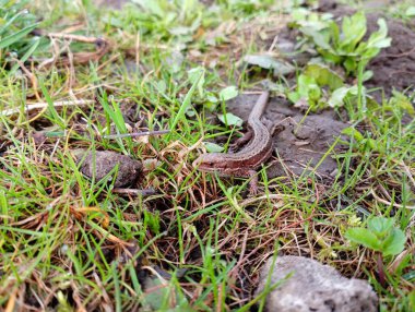 Gri bir kertenkele başı yukarıda bahçede sürünüyor. Bir orman canlısı kertenkele yerde hareket ediyor. Doğal ortamda soğukkanlı hayvanlar..