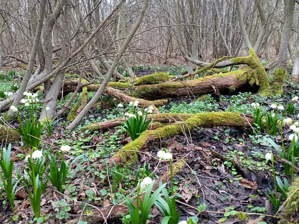 A beautiful landscape on a flower forest glade with old oak trunks between which spring snowdrops grow. An extremely beautiful place in the forest.