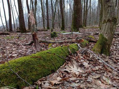 Ormanın ortasında, eski büyük bir ağaç gövdesi dokulu orman yosunlarıyla kaplıdır. Doğal bahar ormanları arka plan ve dokular.