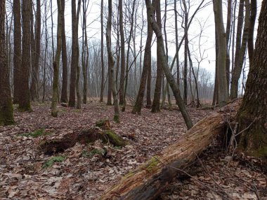 Sonbahar yaprakları arasında eski meşe gövdelerinin bulunduğu bir bahar ormanı manzarası. Güzel, eski bir orman.