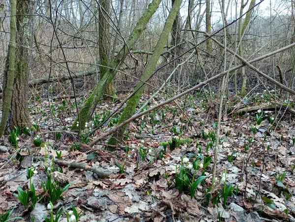 İlkbaharda kar damlalarıyla dolu bir orman. Orman ağaçlarının arasında ilk bahar çiçekleriyle güzel bir manzara. Meşe ormanındaki yaprakların arasında kar taneleri filizlendi..