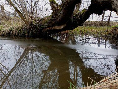 Nehrin altından bir akarsuyun aktığı devrilmiş bir ağaç gövdesi. Yaşlı söğüt suya doğru eğildi..