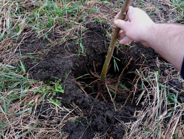 Bir insan önceden hazırlanmış bir deliğe ağaç diker ve onu toprakla doldurur. Bahçede bahar çalışması.