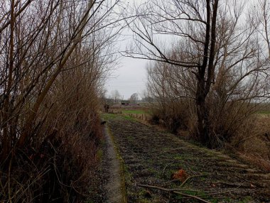 Saha yolu çok kötü durumda ağaçların arasından geçiyor. Toprak bir yolu ve yol kenarında yapraksız ağaçları olan ilkbahar manzarası.