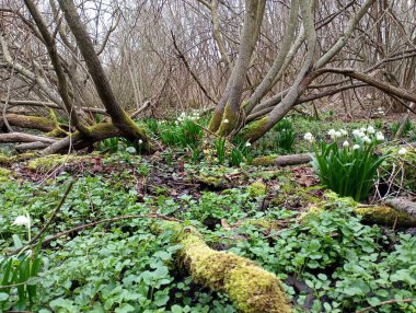 Ormanda çiçekli, fevkalade bir açıklık. Islak bir ormanda, bahar kardelenleriyle çevrili güzel sıradışı ağaçlar..