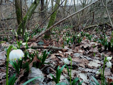 Kar damlalarının olduğu bir ormanda güzel bir bahar manzarası. İlkbaharın başlarında ormanda birçok beyaz çiçek yetişir..