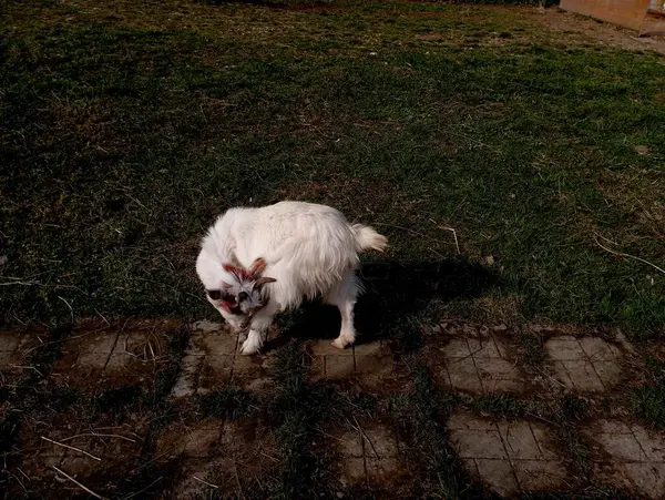 A small goat with white wool shyly hides its head, covering it with its front leg. A beautiful animal hides a look on a concrete path.