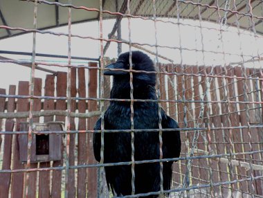 Siyah karga metal bir çitin arkasındaki kafeste kilitli. Güzel siyah bir kuş metal bir ızgaranın arkasında
