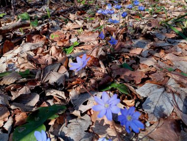 Ormanaltı otları, sedumaceae familyasından bir bitki cinsidir. Ormandaki ilk bahar mor çiçekleri. Düşen sarı yapraklar. Bir grup çuha çiçeği..