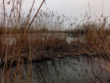 Suyun ortasında kuru sazlıklar olan göl manzarası. Arkasında su üzerinde ahşap bir platform bulunan küçük bir kamış adası. Baraj gölünün bahar manzarası. Küçük bir gölet..