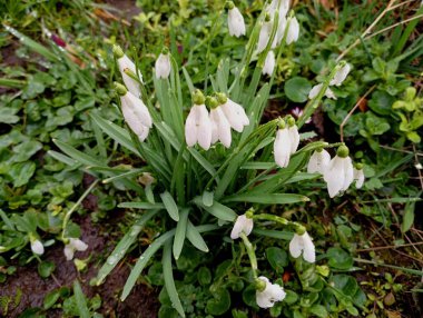 Üç yapraklı kardelenlerden oluşan ilk çiçeklerden oluşan bir çalı. Güzellik ve çiçeklerin teması. Baharın gelişi ve ilk bahar çiçeklerinin dokusu.