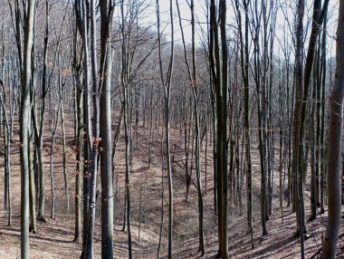 Fotoğraf sonbaharda tepeleri olan güzel bir ormanı gösteriyor. Ağaçların ve engebeli zemin yüzeyinin düşmüş yapraklarla ve kurumuş dallarla kaplı olduğu ormandaki sonbahar manzarası..