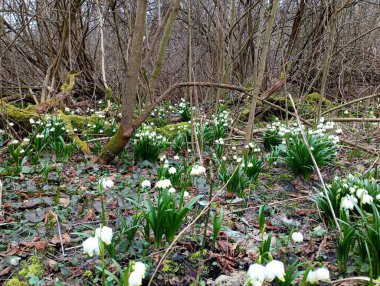 Bahar ormanındaki bir açıklıkta bir sürü kar damlası çalısı. Yeşil uzun yapraklı güzel beyaz kardelen çiçekleri her yerdeydi. Çiçek manzarası.