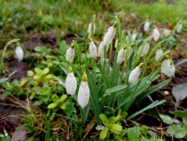 Yaprakların ve yaprakların üzerinde yağmur damlaları olan üç yapraklı bir çalı. Beyaz yaprakları ve yeşil yaprakları olan güzel ilkbahar çiçekleri.