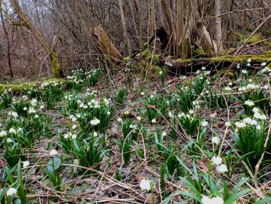 Eski bir ormandaki bir kar damlası. Etrafta bir sürü bahar çiçeği var. Yaşlı ağaçlar yerde, yosunlarla kaplanmış.