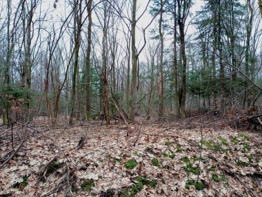Fırtınadan sonraki orman. Arasında kozalaklı kozalaklı ağaçlar olan bir sıra. İlkbaharda orman ve çıplak ve uzun ağaçlar.