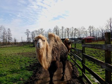 Tahtadan yapılmış ahşap bir çitin yakınındaki yeşil çimenlerin arka planında hayvanlar için bir ağılda iki dromedary deve. Develeri evde tutmak..