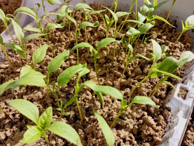 Çan biberi tohumları odadaki pencere pervazındaki kumlu toprakta plastik kaplara ekilir. Pencerede taze biber fideleri.