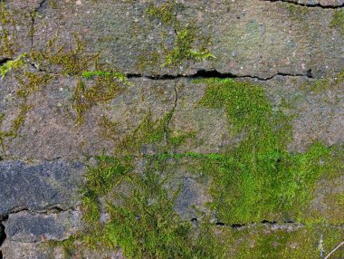 Baharda beton gri bir duvarda eski yeşil yosun dokusu. Çatlak ve yeşil yosun kalıntıları olan eski beton çit..
