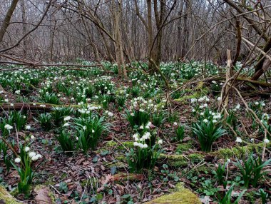 İlkbahar ormanlarında ağaçların arasında kar damlalarıyla dolu bir açıklık. Bahar ormanının güzel manzarası.