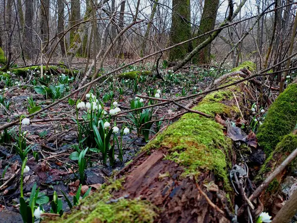 White spring snowdrops in an oak forest among old rotten oak trunks lying on the ground and overgrown with green forest moss. Flower forest glade.