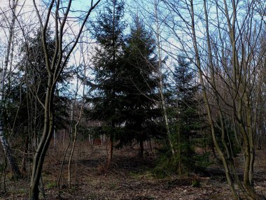 Ormanın ortasında Noel ağaçları. Çalıların arasında kozalaklı ağaçlar. İlkbaharda sık ve genç bir ormanda güzel genç Noel ağaçları. Doğal bahar manzaraları.