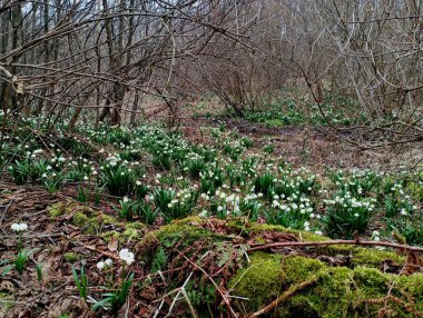 Ormanın ortasında bahar karları olan bir açıklık. İlkbaharda güzel orman manzarası çalıların arasında yabani çiçekler ve üzerinde yeşil kalın yosunların yetiştiği eski ağaçlar..
