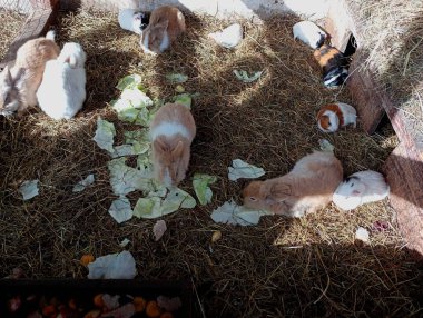 Tavşanlar ve kobaylar sazlıkta lahana yaprakları yerler. Evde dekoratif hayvanların bakımı.