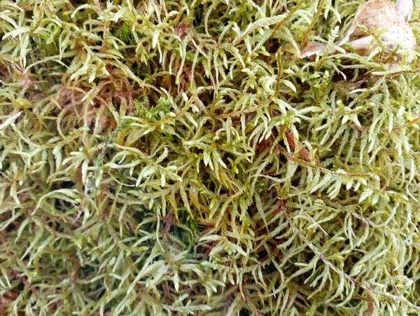 Textura Musgo Verde Primavera Bosque Sobre Viejo Árbol Podrido Musgo — Foto de Stock