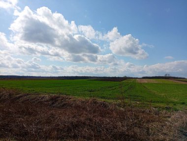 Güzel arazi manzarası. Tohum ekilmiş yeşil buğday tarlaları üzerinde açık mavi gökyüzü. Ufukta bir orman şeridi görünüyor..