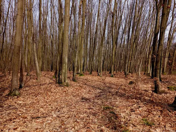 İlkbaharda, dalları hala yeşil yapraklar olmadan çıplak olan ve yerde kış boyunca karın altında yatan kalın yapraklarla dolu, düzgün, genç ağaçlarla dolu, ritmik, güzel bir orman..