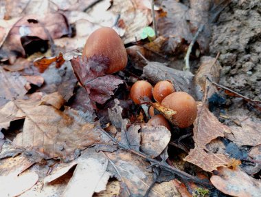 Sarı bir yaprağın içinde birkaç zehirli kahverengi mantar. Yaprakların altında bir grup mantar..
