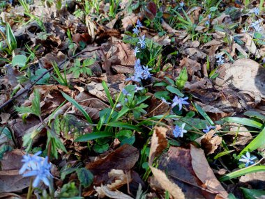 Kuru yapraklardan oluşan arka planda iki yapraklı kar yığınlarının dokusu. Orman mor çiçekli doğal arkaplan ve dokular.