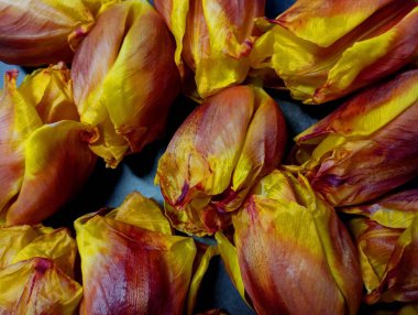 Siyah arka planda sarı-kırmızı lale tomurcukları olan doku kaotik bir düzende sıralanmış. Karanlık bir yüzeyde çiçek yapraklarının arka planı.