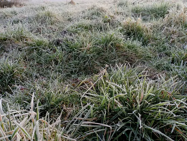 Yeşil çimen çalıları soğuk beyaz sabah donuyla kaplıdır. Donmuş bir sabahtı..