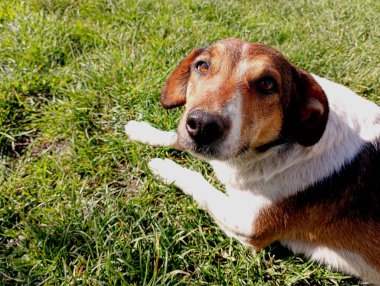 Kahverengi benekli beyaz bir köpek yeşil çimlerin üzerinde uzanırken kameranın lensine dikkatlice bakar. Çimlerde güzel şirin bir köpek.