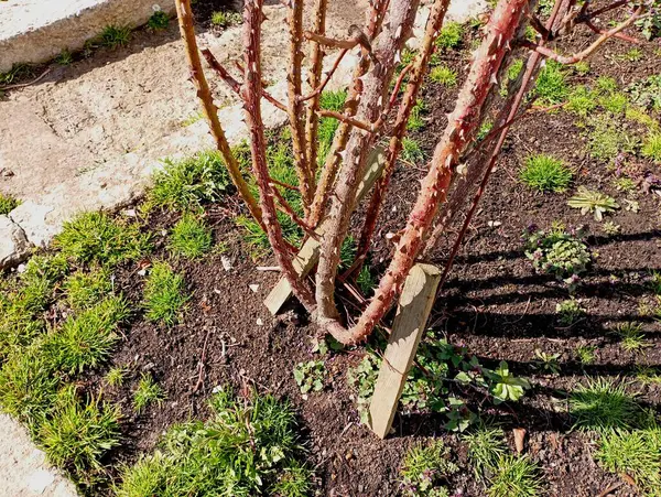 A rose bush with thick branches and thorns in the spring on a flowerbed crawls through concrete paths. Aeliki rose bush in the yard without leaves in spring.