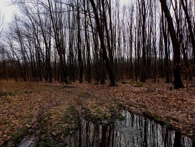 Ormanın ortasında büyük bir su birikintisi. Orman yolunda düşen yapraklarla kaplı. Orman erken bahar manzarası üzerinde bir sürü bataklık olan bir yol.