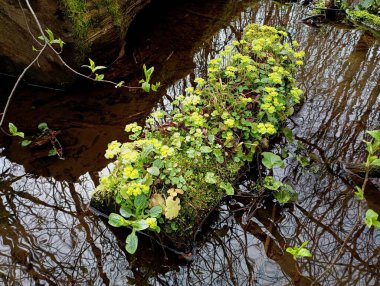 An oak log in the water of a forest stream, on which alternate-leaved sedum grows, covering the entire area of the wood. Beautiful spring background on a forest stream with fresh green plants. clipart