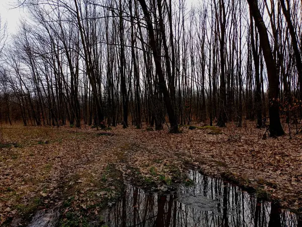 Ormanın ortasında büyük bir su birikintisi. Orman yolunda düşen yapraklarla kaplı. Orman erken bahar manzarası üzerinde bir sürü bataklık olan bir yol.