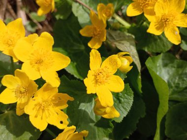 Caltha Palustris 'in sarı çalılı zehirli çiçeklerinin Macro çekimi. Bahar çiçeklerinin dokuları ve arkaplanları. Güzel ve tehlikeli bitkiler.